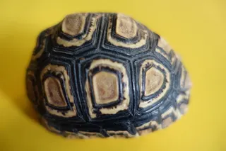 Kompletter Schildkrötenpanzer mit einer ausgeprägt schönen Musterung. Es ist ein Jungtier, die Herkunft läßt sich deshalb nicht eindeutig identifizieren. Es handelt sich evtl. um eine Pantherschildkröte (Stigmochelis pardalis) aus dem südöstlichen Teil Afrikas, Größe 9 cm.