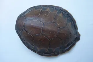 Rücken-Panzer einer Meeresschildkröte, Größe ca. 35 cm.