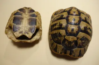 Komplette Panzer von zwei Griechischen Landschildkröten (Testudo boettgeri), die ich anläßlich einer Haushaltsauflösung als Geschenk erhielt, Größe 13 und 17 cm. Diese Wildtiere werden in Westeuropa noch immer häufig als Haustiere gehalten. Ich hatte das Glück, in Griechenland einzelne Tiere in freier Wildbahn zu beobachten, die sich auch in schwierigem Gelände (Athos) erstaunlich geschickt bewegten. Bei mehreren Exemplaren ist auf der Unterseite des Panzers das Muster eines Schmetterlings zu entdecken (links), weitere Infos unter "Suche: Schmetterling". Schmetterlinge gelten als Sinnbild für Hoffnung, Freiheit und Leichtigkeit.
