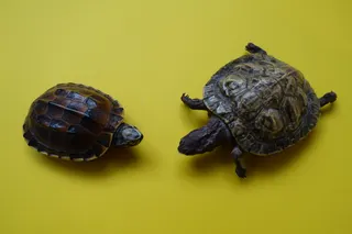 Zwei präparierte Schildkröten, Größe 10 und 16 cm.