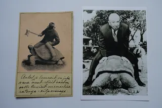 Links versucht Baron Walter Rothschild (Bankier, Zoologe und Sammler) eine Riesenschildkröte aus seinem Besitz mit Salat vorwärts zu locken. Die Karte wurde 1936 in Tallin abgestempelt, sie dürfte aber etwas älter sein. Diese Darstellung wurde später auf individuelle Art mehrfach übernommen, siehe weitere Postkarten (z.B. von Anita Jaram) oder Fotos. Rechts sitzt Alfred Hitchcock (Filmregisseur, Drehbuchautor und Filmproduzent) in einem australischen Zoo, wohl mehr zur Schau, ebenfalls auf einer Riesenschildkröte (um 1960).