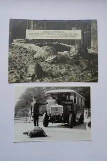Karte von ca. 1915 (das Aquarium gibt es seit 1913), mit Portoangabe 3 Pfennig, Größe 17,5 x 12,5 cm. Auf der zweiten Karte aus Haarlem hat die Schildkröte eindeutig Vorfahrt. Das Motiv stammt aus den 1920er Jahren.