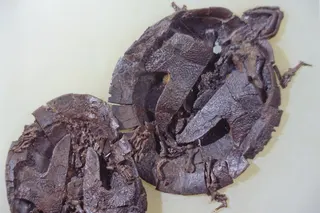 Foto aus dem Buch "Messel Schätze der Urzeit ", Hessisches Landesmuseum Darmstadt. Abgebildet ist hier ein Weichschildkröten- Pärchen (Allaeochelys crasseskulptata), das zur näheren Verwandtschaft der Europäischen Sumpfschildkröten (Emys obicularis) zählt. In dem Bildband sind insgesamt 8 Schildkröten zu sehen (z.B. Sumpfschildkröten, eine Pelomedusen-Schildkröte und eine Dreiklauen-

Weichschildkröte). 
