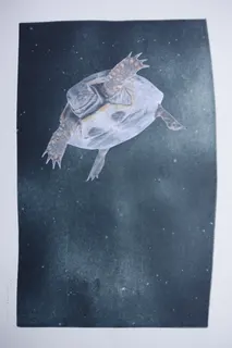 Aquatinta und Collage von einer Studentin der Akademie der Bildenden Künste München (Prof. Wähner, Prof. Hien), Titel "Wolke Sieben". Die Schildkröte (Collage) schwebt durch den Weltraum (Sternenhimmel auf Kupferplatte), Blattmaß ca. 55 x 39 cm, sign. (2016). Es gibt nur drei von einander abweichende Exemplare, d.h. das auf meinen Wunsch gefertigte Exemplar ist ein Unikat. Die Künstlerin ist in einer Bildhauerfamilie aufgewachsen und arbeitet inzwischen als freie Künstlerin mit den Schwerpunkten Grafik, Illustration, Objekte und Installationen. Auf ihrer website ist auch meine Arbeit zu sehen.
