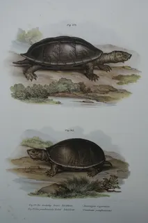 Farblithographie aus Österreich, Wien, kaiserlich-königliche (k.k.) Hof- und Staatsdruckerei), ca. 1870, Format 27 x 35 cm. Abgebildet sind die dreikielige Kreuz-Schildkröte und die pensilvanische Deckel-Schildkröte.