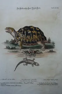 Altcolorierter Kupferstich, ca. 1770, von J.S. Leitner, Nürnberg, Titel "Die Afrikanische Land Schild-Kröte", Format 24 x 39 cm. Verleger J.M. Seligmann (1720 -1762), versehen mit dem Hinweis "cum Priv. Sac. Caes. Majestatis.", d.h. mit Privileg seiner kaiserlichen Majestät.