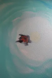 Dies ist der rechte Teil des Graffiti (Ausschnitt) von LOOMIT an der Decke meines Bades. Liege ich in der Badewanne, erfreut mich die Illusion, im Meer zu tauchen. Über mir schwebt neben der großen Schildkröte zusätzlich eine kleine und außerdem sehe ich die Sonne durchscheinen. Generell suche ich bei Reisen gern nach Graffitos, beispielsweise in New York, aber auch von Hamburg bis Warschau oder von Bayreuth bis Reykjavik.