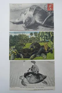 Oben: die 1907 aus Paris verschickte Karte (Heliotypie von E. Le Deley) zeigt eine Lederschildkröte und wirbt für das damals sehr angesehene Restaurant C. Chartier. Mitte: die 1948 aus Miami (Florida) nach Pilsen (Tschechoslowakei) verschickte Karte zeigt Galapagos-Riesenschildkröten, die sich an Bananenstauden und Kakteenfrüchten gütlich tun, rückseitiger Text: "The largest colony of the Gigant Galapagos Tortoises in the world at the North Miami Zoo ... They eat no meat and each eats at least 30 lbs. of vegetables. Unten: Official Post Card Issued by The New York Zoological Society (Printed in Germany), von 1906.