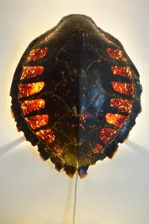 Panzer einer Eretmochelys imbricata (Echte Karettschildkröte), Größe 45 cm, weite Verbreitung in den Meeren der Tropen, Subtropen und der gemäßigten Breiten. Die Schilde des Carapax überlappen sich wie Dachziegel. Durch die rückseitige Beleuchtung sind außerdem Teile des Skeletts zu erkennen. Wegen der Schönheit des Schildpatts ist diese Art leider immer noch sehr bedroht. Ich habe das Objekt unter abenteuerlichen Umständen von einem indonesischen Fischer gekauft. Das Washingtoner Artenschutzabkommen war zu diesem Zeitpunkt noch nicht beschlossen. Schildpatt ist seit der Antike als Rohstoff zur Herstellung von Kunst- und Gebrauchsgegenständen (z.B. Schmuck, Möbelintarsien, Schatullen, Kämmen / " Suche : Kamm ") begehrt. Zum Motiv passend ein Zitat des Schweizer Schriftstellers Robert Walser "Die Natur braucht sich nicht anzustrengen, bedeutend zu sein, sie ist es".