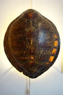 Panzer einer Chelonia mydas (Gewöhnliche Suppenschildkröte - nomen est omen, auch als Green Turtle bekannt), erworben von einem Fischer, der mich durch Mangroven zu seiner winzigen Heimatinsel (nahe zu Java) stakte, noch vor dem Abschuß von Artenschutzabkommen, Größe 75 cm. Diese Art kommt weltweit in Meeren vor, deren Wassertemperatur 20 Grad Celsius erreicht, vornehmlich in den Tropen und Subtropen. Wegen des Fleisches und der Eier gehören sie zu den am meisten ausgebeuteten Schildkröten, trotz Washingtoner Artenschutzübereinkommen / CITES (in Deutschland seit 1976 durch das Bundesnaturschutzgesetz geregelt) und weiteren Erhaltungsprogrammen. In einem Land wie Indonesien mit seinen über 17.000 Inseln sind allerdings internationale Schutzabkommen nur sehr schwer durchzusetzen. Zudem leiden alle Arten von Meeresschildkröten unter modernen Fischfangmethoden und dem Tourismus an stark frequentierten Stränden.