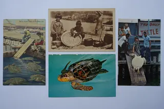 Die linke Postkarte "Turtle Crawl at Key West, Florida" von ca. 1940 zeigt eingepferchte Grüne Meeresschildkröten (Green Turtles, bei uns auch als Suppenschildkröten bezeichnet) bevor sie geschlachtet werden, jede wiegt ca. 160 kg. Key West war lange bekannt für Steaks und Suppen aus dem Fleisch dieser Tiere. Dann ein Motiv aus Carajas (Brasilien), um 1930, Kinder zeigen stolz eine Schale mit geschätzt 100 Eiern von Meeresschildkröten, für arme Fischer eine erwünschte Einnahmequelle. Rückseitiger Text auf der unteren Karte von ca. 1950: "Big George, 650 pound loggerhead turtle (Unechte Karettschildkröte), at the Turtle Kraals, in Key West, Florida." Rechte Postkarte von ca. 1950 mit dem Text: "The only turtle kraal in the United States is located here in Key West, Florida".