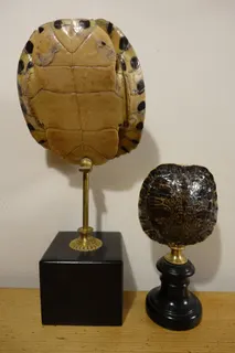 Links: Panzer einer Kubanischen Schmuckschildkröte (Trachemys decussata), von der Rückseite , montiert auf Messingstand mit hölzerner Basis, Gesamthöhe 35,5 cm. Rechts: Kleiner Schmuckschildkröten-Panzer (Trachemys decussata), lackiert, auf Messingstand mit Holzsockel, Gesamthöhe 20 cm.