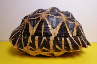 Kompletter Panzer einer sehr schönen Sternschildkröte (Geochelone elegans) aus Indien, siehe auch eigenes Foto der Unterseite, Größe 16,5 cm. Die Art ist immer noch durch Verzehr im Land, aber inzwischen mehr durch den Verlust des natürlichen Lebensraumes (Umwandlung großer Flächen durch Landwirtschaft, Industrie, Gewerbe) und den internationalen Handel bedroht. Es sind strengere Schutzmaßnahmen erforderlich und nicht nur auf dem Papier durchzusetzen. Das Objekt ist ein Geschenk von I.L. (Bad Zwischenahn).
