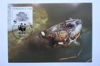 Die Karte mit der originalen Briefmarke aus Venezuela zeigt die Arrauschildkröte. Heimat sind die riesigen Flussgebiete des Amazonas und des Orinokos. Die inzwischen seltenen Schildkröten werden ca. 60 bis 100 cm groß. Mit dem Motiv setzt sich WWF (World Wide Fond for Nature) für die bedrohte Art ein.